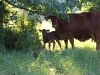 MovingCowstoBottom 031